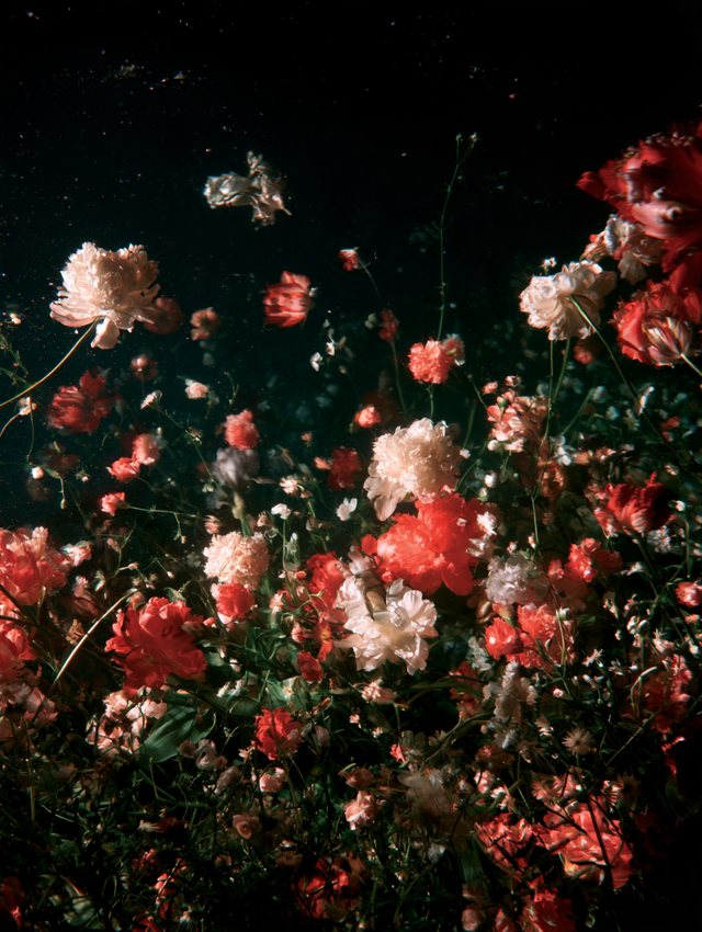 Champ de fleurs rouges et blanches montant vers un ciel nocturne